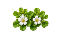 Brahmi