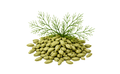 Fennel