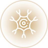 Nervous System Support