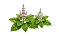 Tulsi
